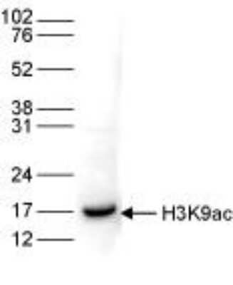 Western Blot: Histone H3 [ac Lys9] Antibody [NBP2-59180]